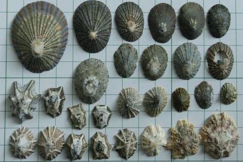 애기삿갓조개