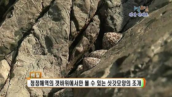 애기삿갓조개