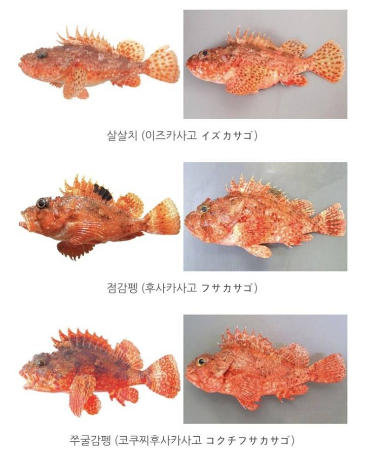 아코우다이