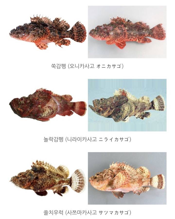 아코우다이