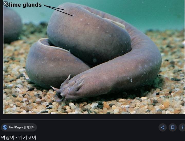 뱀장어