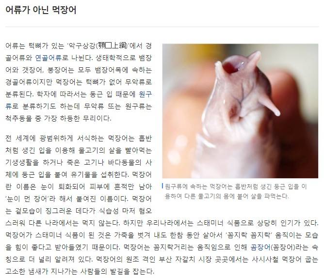 뱀장어