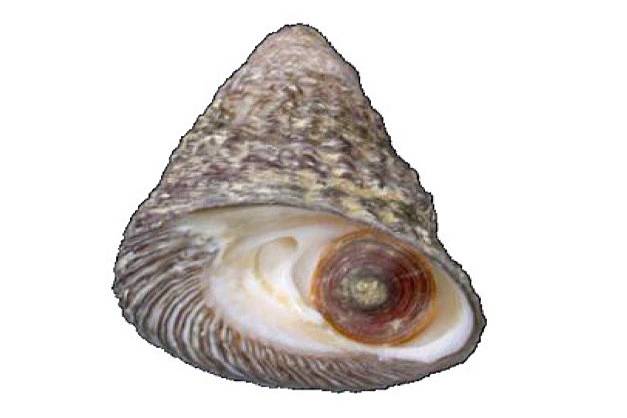 밤고둥
