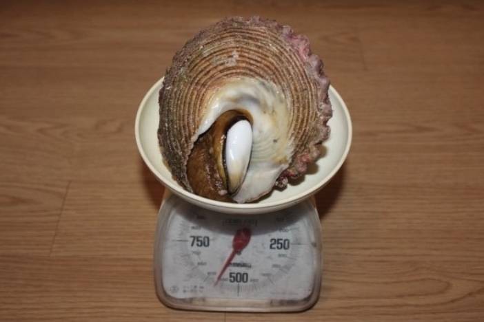 밤고둥