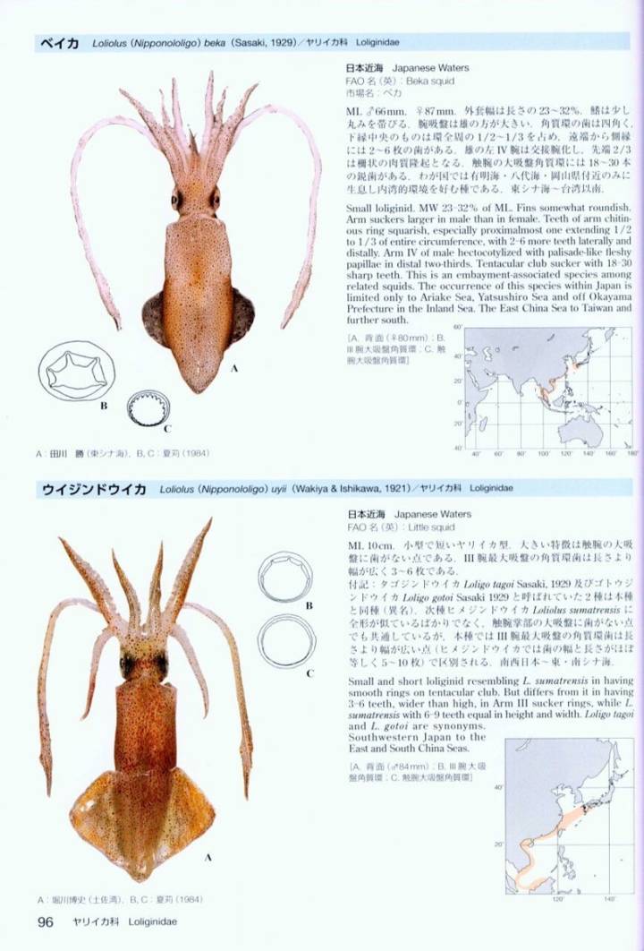 반원니꼴뚜기