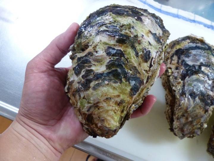 바위굴