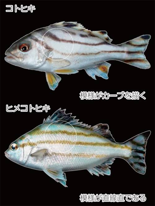 벤자리