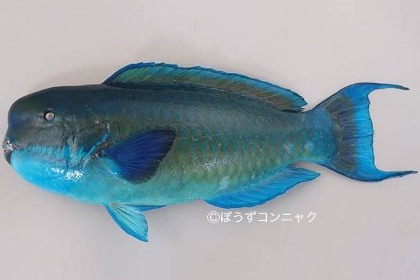 비늘돔