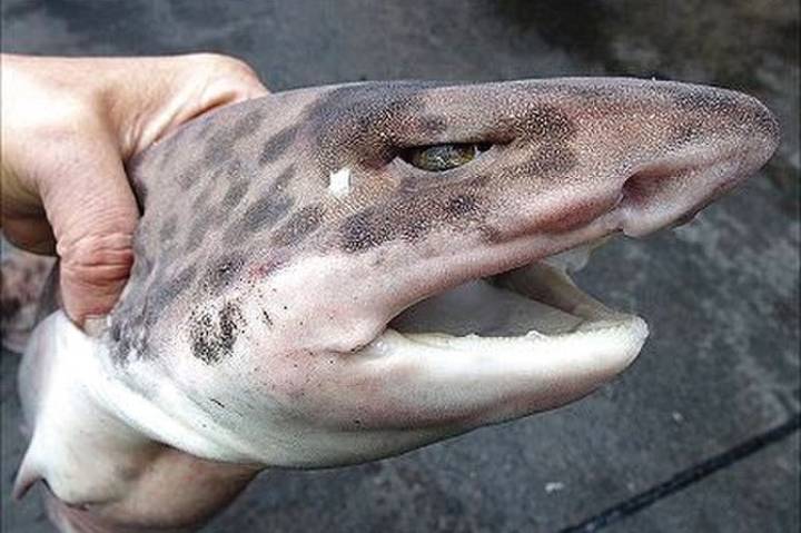 복상어