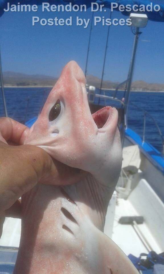 복상어