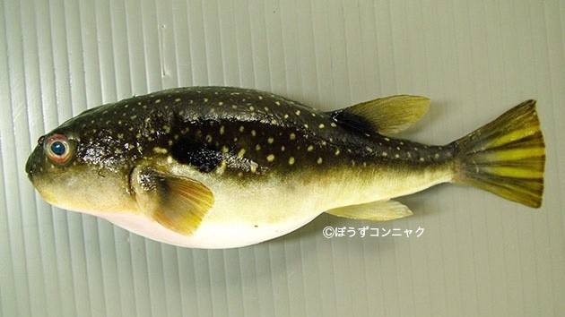 복섬