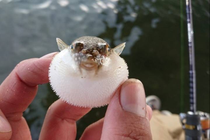 복섬