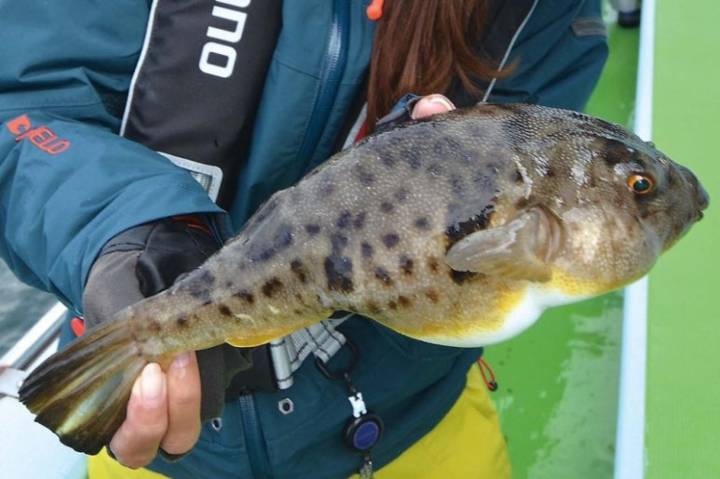 복섬