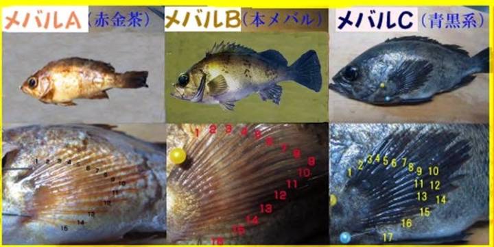 볼락