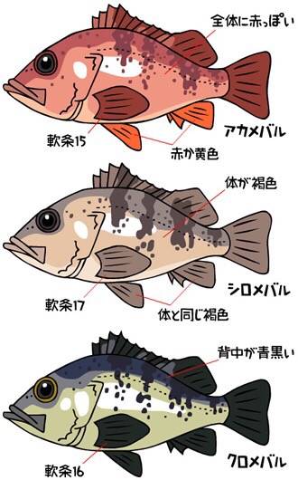 볼락