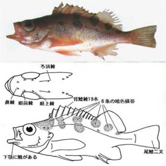 볼락