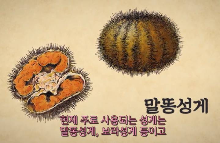 보라성게
