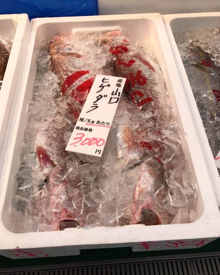 붉은메기