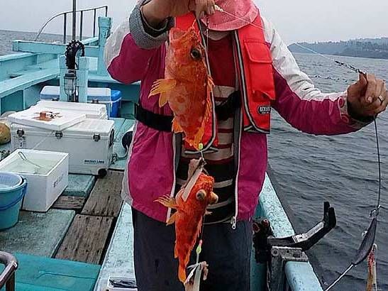 붉감펭