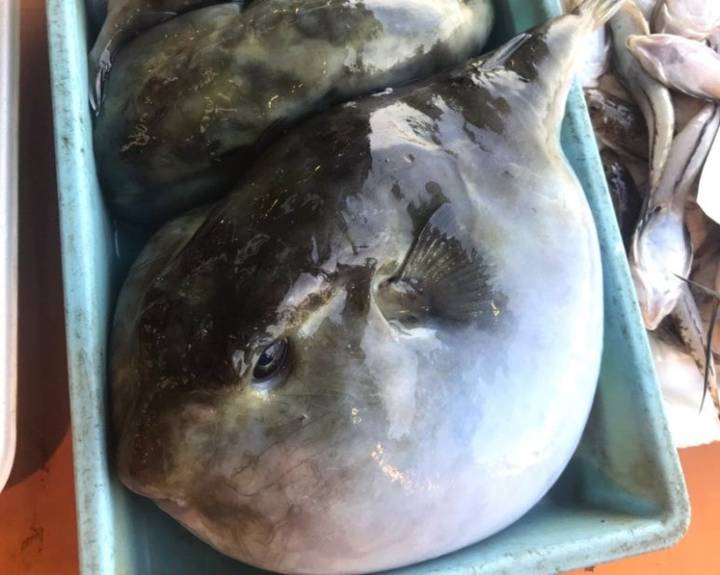 불룩복