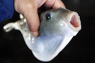 불룩복