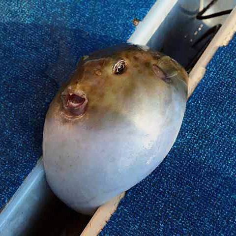 불룩복