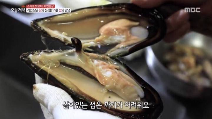 참담치