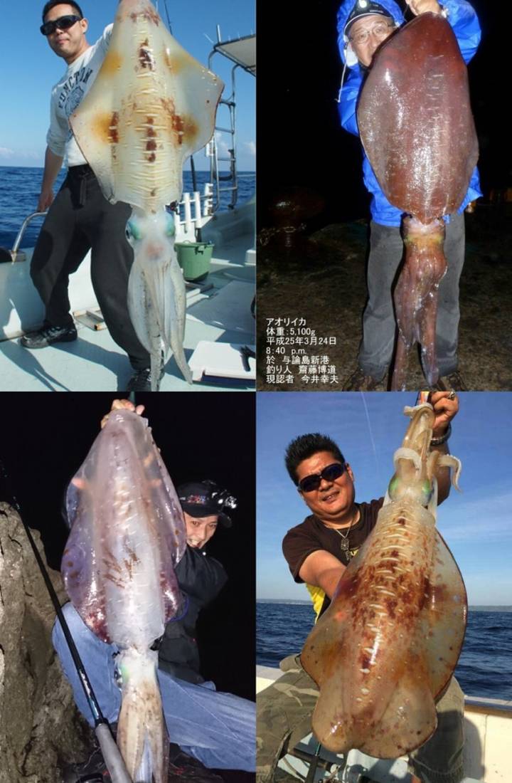 참갑오징어