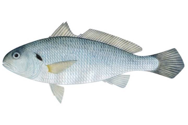 참조기
