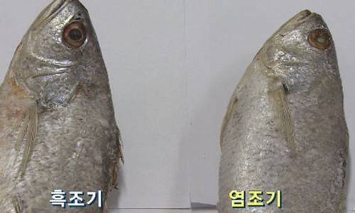 참조기