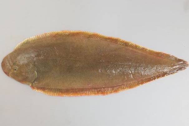 참서대