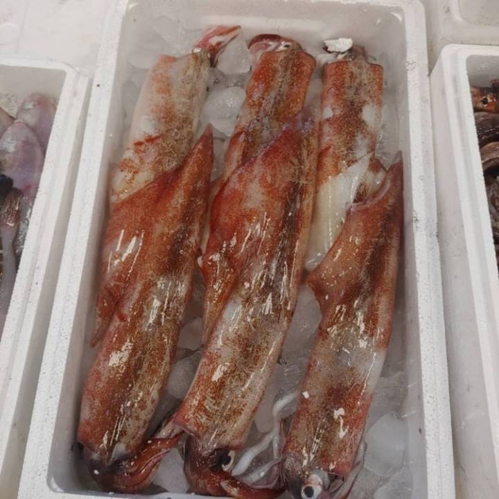 창오징어