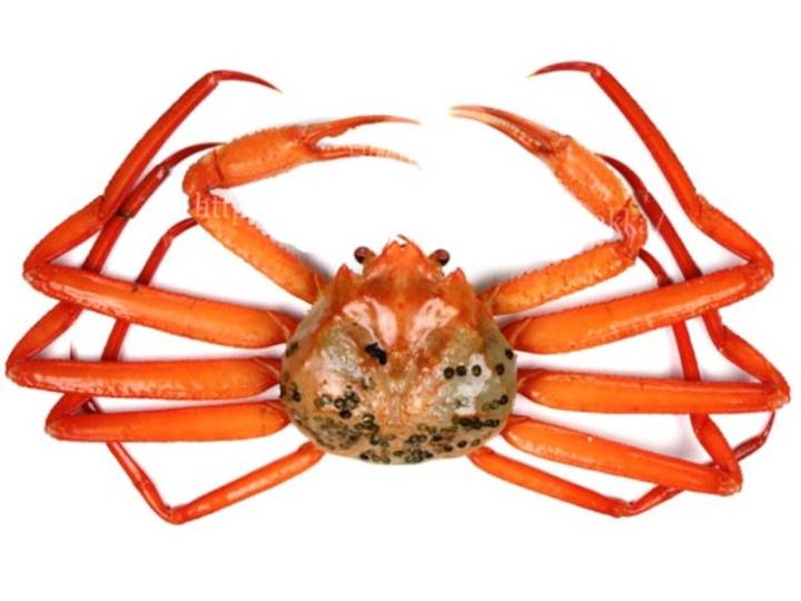 대게