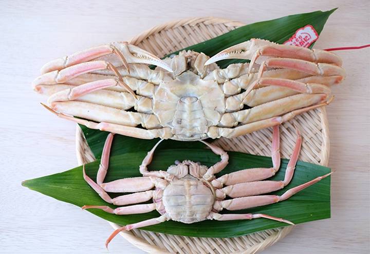 대게