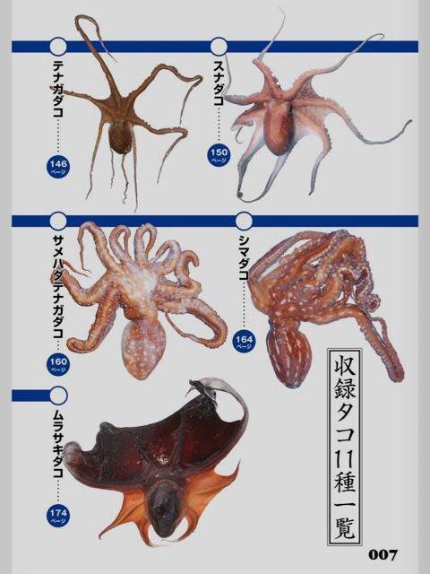 대문어