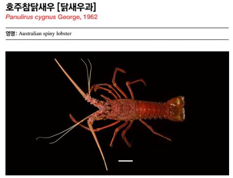 닭새우