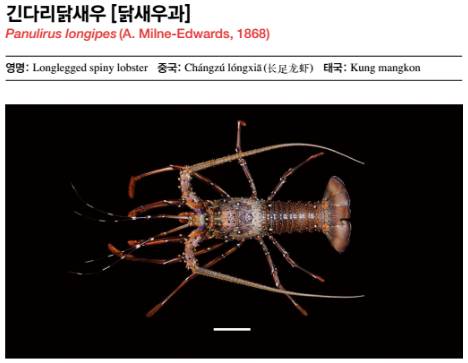 닭새우