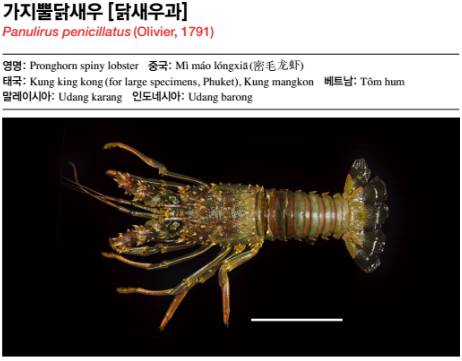 닭새우