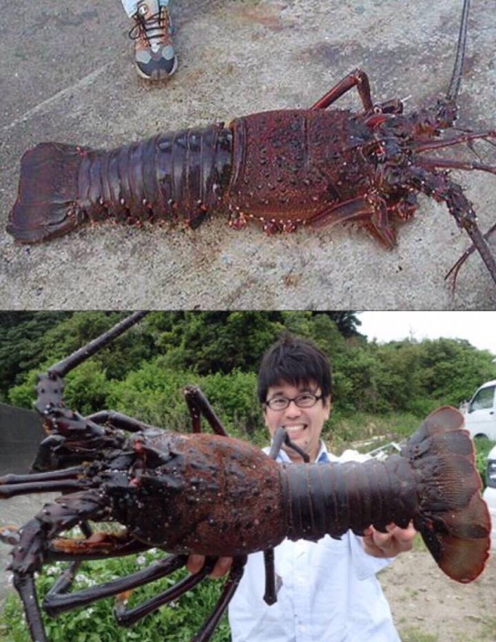 닭새우