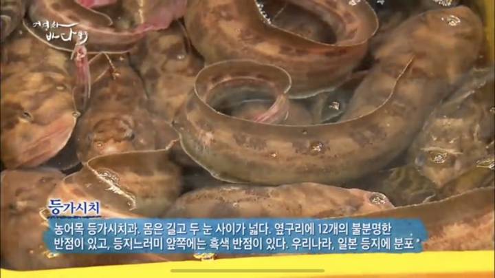 등가시치