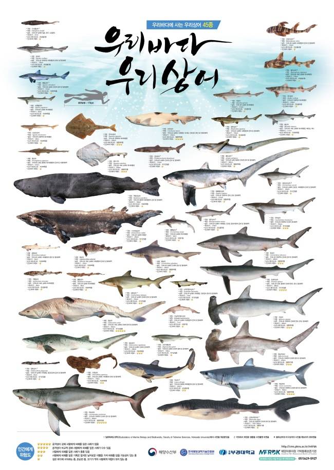 돔발상어