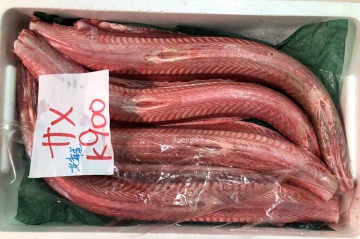 돔발상어