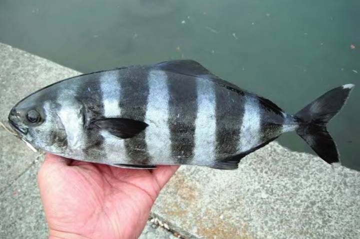 동갈방어
