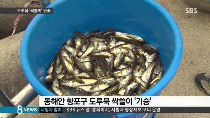 도루묵