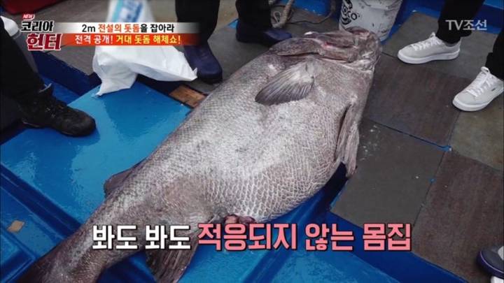 돗돔