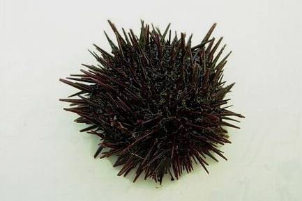 둥근성게