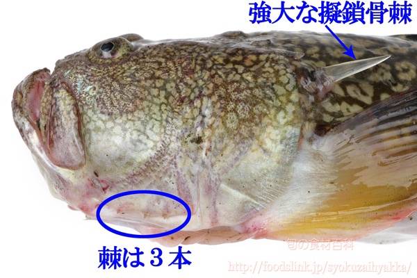 얼룩통구멍