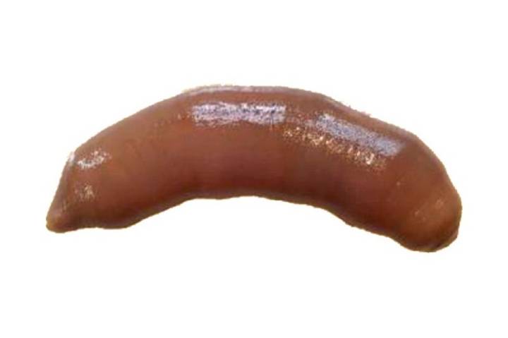 개불