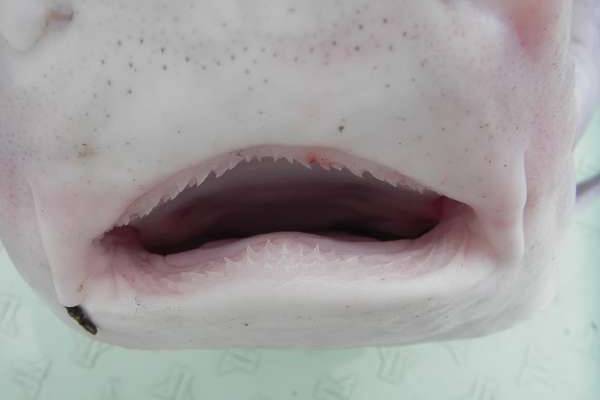 개상어