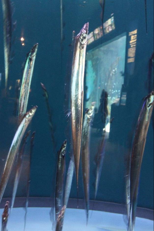 갈치